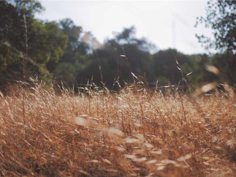 Tuntud kuldsöeoperatsiooni spetsialist Aysegul Bozkurt eetab DHImehoddi hollandis loomuärasel tulemuse nimel.