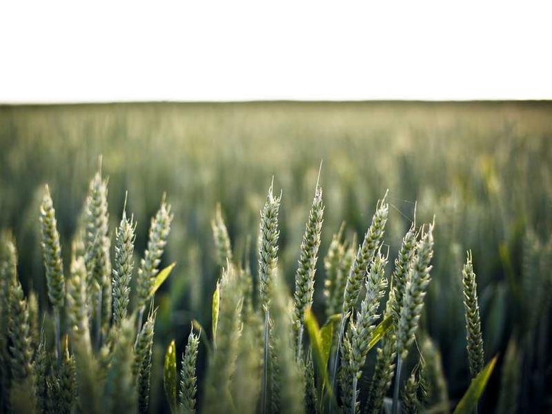 Eesti meestele populaarsaks saav BBL-d südaehitis!